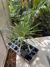 mexican palm for sale mexican palm for sale Port Saint Lucie