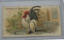 bantam chickens japanese for sale bantam chickens japanese for sale Mont Clare