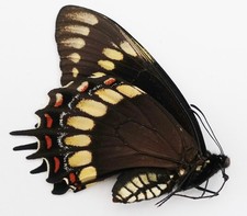 Papilio scamander greyi gebraucht kaufen  München