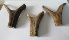 Red deer stag for sale Red deer stag for sale  PETERBOROUGH