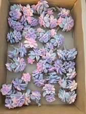 variegated succulent for sale variegated succulent for sale San Leandro