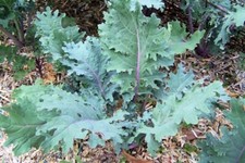 Kale red russian for sale  Fort Lauderdale