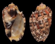 Coquillage de collection : Harpa harpa Extra L (59,5 mm - F+++/G) comprar usado  Enviando para Brazil