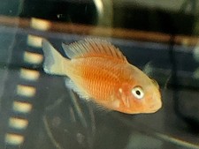 Red bishop tropheus for sale  Fort Lauderdale