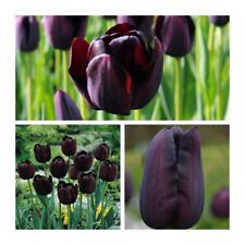 Queen night tulip for sale  CANTERBURY