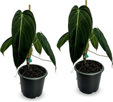 Philodendron melanochrysum pac d'occasion  Expédié en Belgium