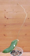 Hoya finlaysonii trang gebraucht kaufen  Rain