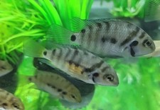 Convict cichlids live for sale  Cartersville