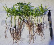 Pack podocarpus macrophyllus for sale  Lake Wales