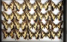 Nice bred specimens for sale  PERSHORE