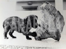 Vintage animali regno usato  Roma