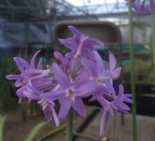 Tulbaghia violacea 1 for sale  LONDON