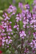 Verbena officinalis bampton for sale  WALLINGFORD