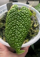 Anthurium corrugatum rare for sale  Byhalia