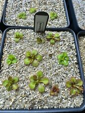 Drosera rupicola green for sale  Seattle