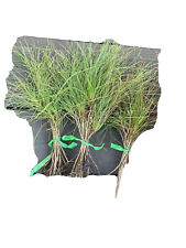 200 loblolly pine for sale  Lakeland