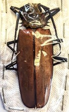 Callipogon armillatus 88mm for sale  Everett