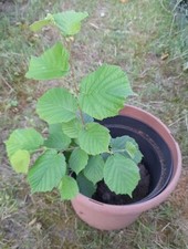 haselnuss baum gebraucht kaufen haselnuss baum gebraucht kaufen Pöttmes