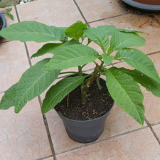 Engelstrompete 25cm ableger gebraucht kaufen Engelstrompete 25cm ableger gebraucht kaufen  Berlin