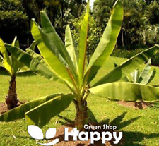 Ethiopian banana plant for sale  DONCASTER