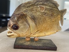 Red eye piranha for sale  Ocoee