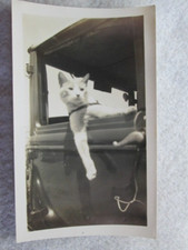 Antique cat going for sale  Dearborn