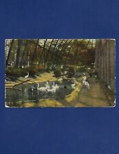 Antique postcard bird for sale  Clovis