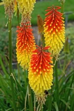 Kniphofia royal standard for sale  HAILSHAM
