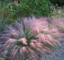Muhlenbergia reverchonii undau for sale  MARCH