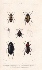 1861 water beetles for sale  BIDEFORD