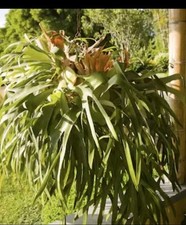 perennial gardening for sale perennial gardening for sale Opa Locka