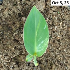 plant banana for sale  USA