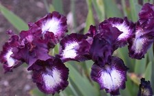 Spectator iris rhizome d'occasion  Expédié en Belgium