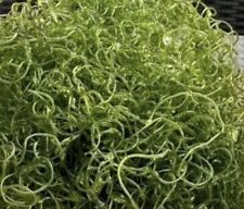 Chaeto algae nutrient for sale  DONCASTER