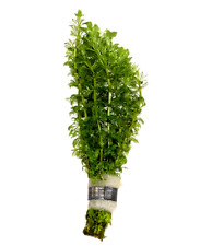 Limnophila sessiliflora ambuli for sale  PLYMOUTH