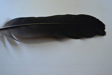 Rabenfeder rabe feder gebraucht kaufen  Clenze