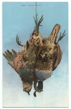 valley quail for sale valley quail for sale North Haven