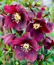 Helleborus hellebore red for sale  NORWICH