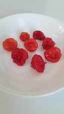 110 aji dulce for sale  Katy