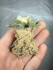 Ariocarpus hybrid astrophytum usato  Spedire a Italy