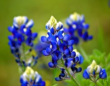 150 texas bluebonnet for sale  Spring Branch