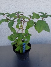 Fuchsie red spider gebraucht kaufen  Westerheim