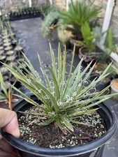 Agave parviflora gallon for sale  Clarksville
