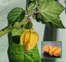 Cape gooseberry plant for sale  ROCHESTER