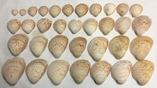 Atlantic heart cockle for sale  Marietta