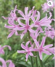 Amarine belladiva aphrodite for sale  MEXBOROUGH