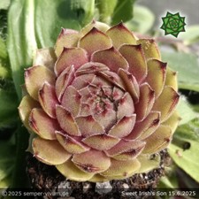 Sempervivum sweet irish gebraucht kaufen  Drachselsried