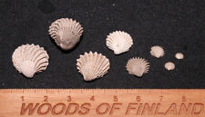 Eocene bivalve venericardia d'occasion  Expédié en Belgium
