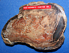 Polished petrified wood for sale  Chehalis