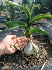 Caudex large albuca for sale  REDRUTH